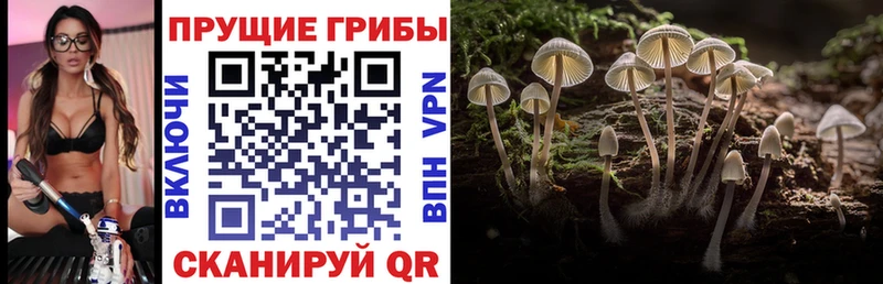 Псилоцибиновые грибы Psilocybe Лиски